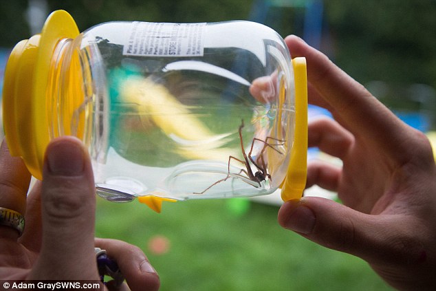 National invasion: The warmer weather means this year has been a bumper one for spiders, and with temperatures set to drop in the coming weeks, they could be coming to homes across the country