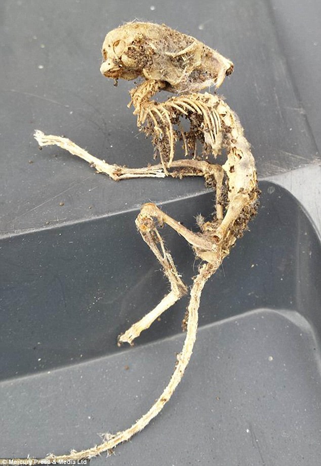 What on earth is it? This mysterious skeleton was found under a kitchen cupboard in Altcar, Lancashire