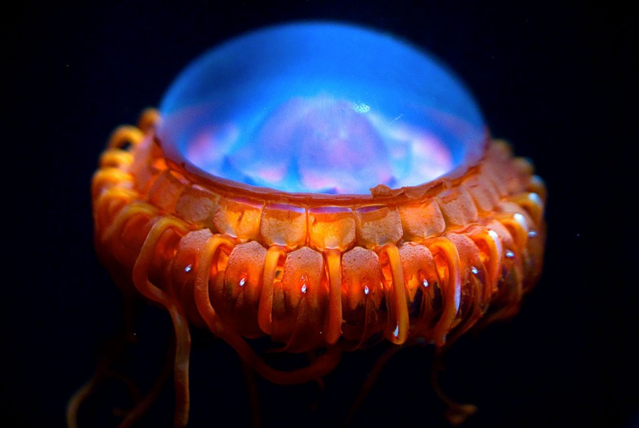 警报水母(Atolla Jellyfish)