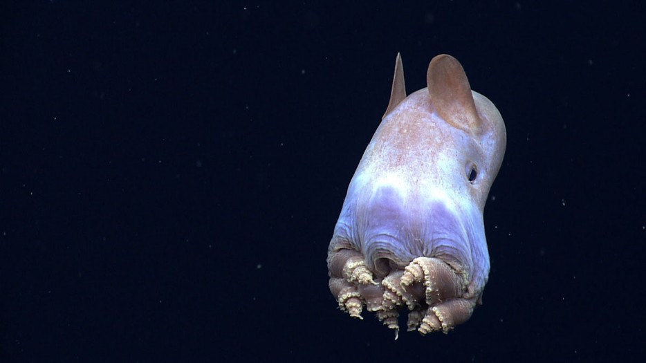 小飞象章鱼(Dumbo Octopus)