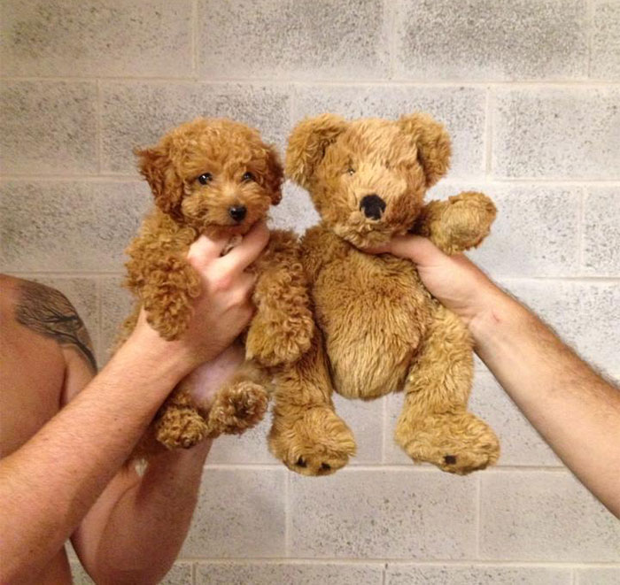 1. 小狗和泰迪熊