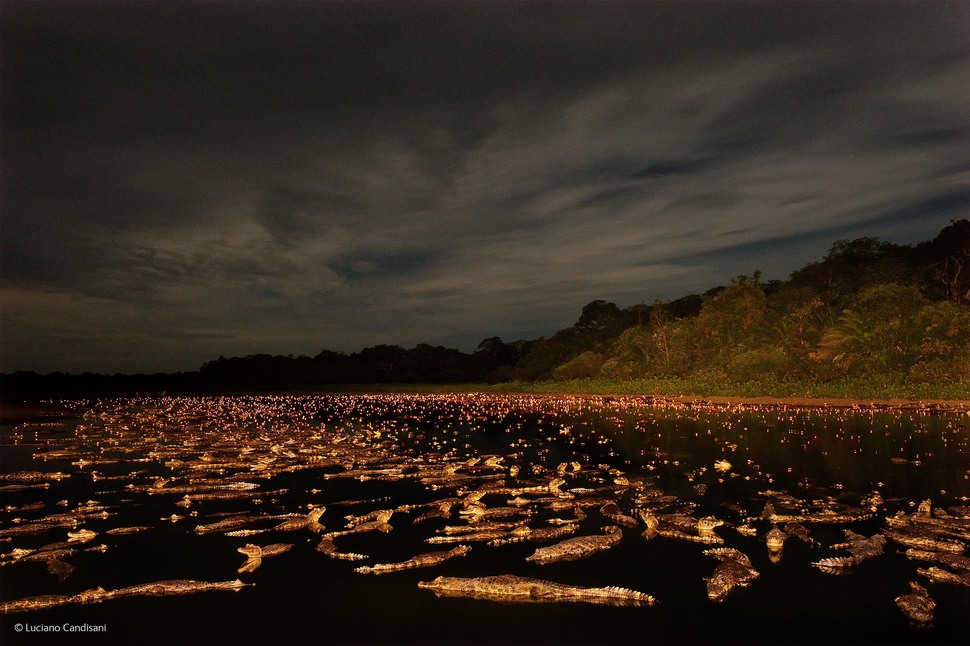 「眼鏡凱門鱷的夜晚(攝影：Luciano Candisani)