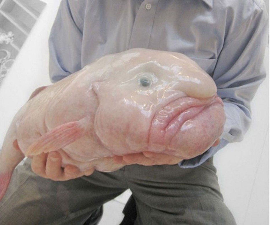 水滴鱼(Blobfish)