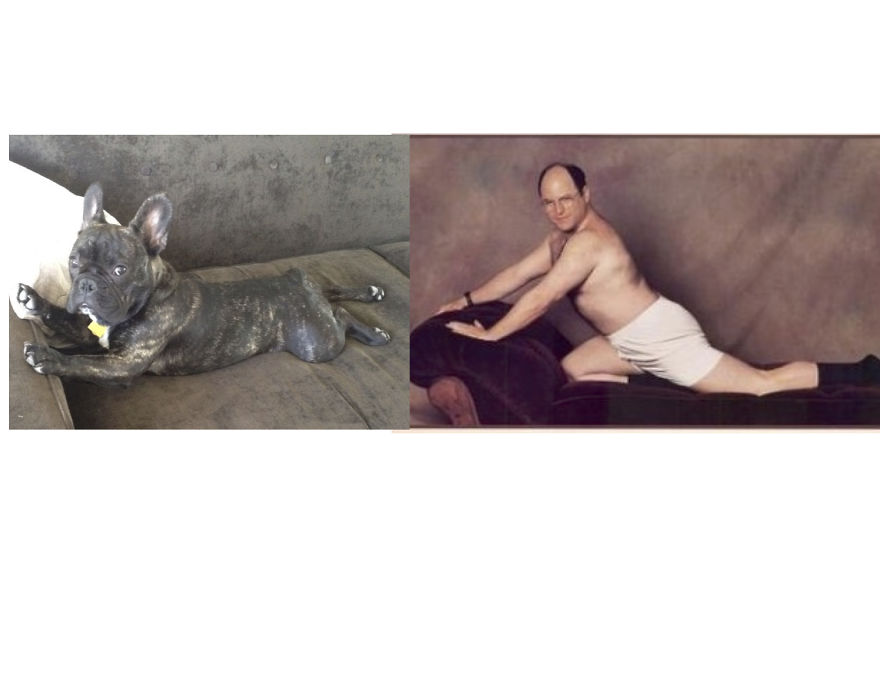 Easy The Frenchie And George Costanza. Pin Ups!