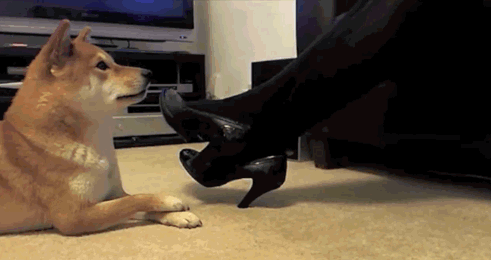 18 Things No One Told You About Owning A Dog