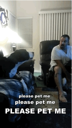 Watch This Spoiled Great Dane Throw A Temper Tantrum When His Brother Gets More Attention