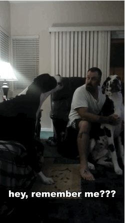 Watch This Spoiled Great Dane Throw A Temper Tantrum When His Brother Gets More Attention