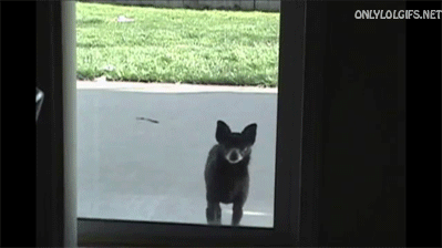 2. 當你把狗狗放到外頭的時候，他會一直抓門，想要你放他進來。
