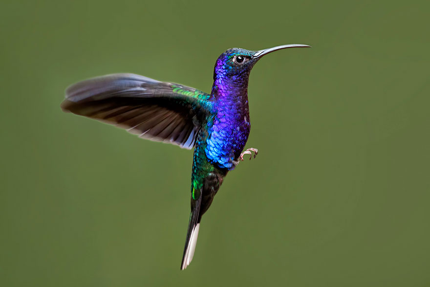 紫刀翅蜂鳥