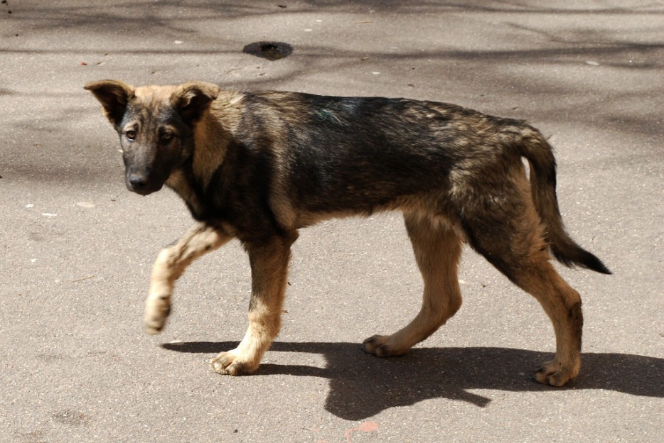 21. 當你在路上發現一些走丟或是流浪的狗狗，你會主動去幫他們。