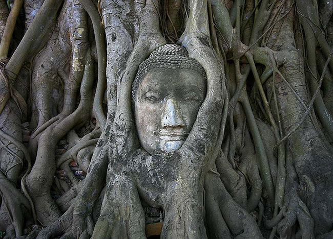 樹根和佛像完美地融為一體。