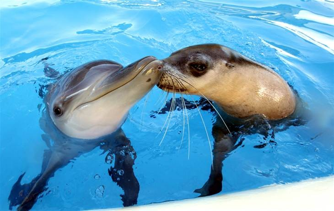 12. 在自然界裡頭，這兩種動物應該是競爭的獵食者，但在澳洲寵物海豚樂園(Pet Porpoise Marine Park)Jet和Miri是最好的朋友，他們喜歡玩在一起。