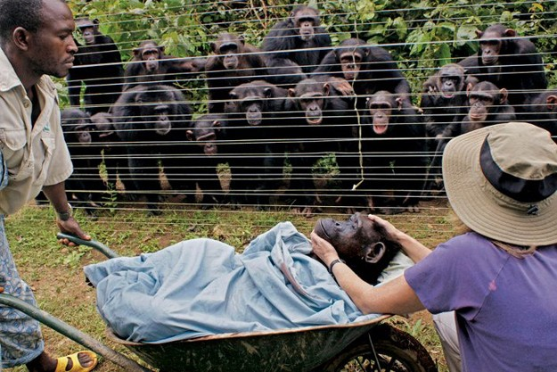 11. Cindy是一隻被身旁黑猩猩愛著的黑猩猩，當她心臟衰竭去世時，其他的黑猩猩也都互相擁抱、哀悼、哀傷地望著他們的朋友被抬走。