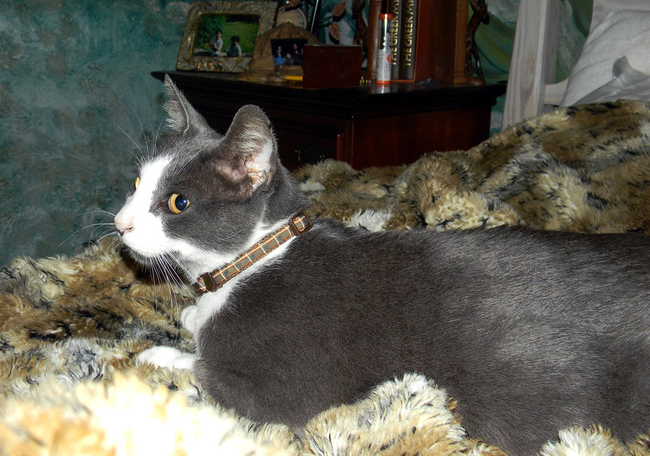 6. 在卡崔娜颶風(Hurricane Katrina)毀壞Jennifer家園時，她的貓Scrub走失了。5年後Scrub被動物保護協會找到。即便消失了5年，當Scrub回到Jennifer的身邊時，他立刻窩回到他以前睡覺的老地方。