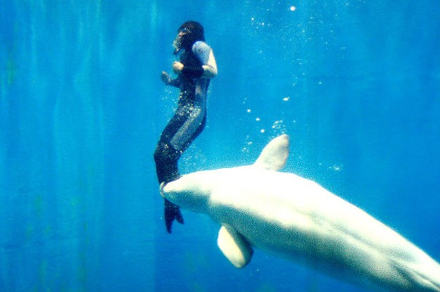 4. 在黑龍江一個水族館裡，訓練師楊云在比賽途中忽然溺水，當她覺得她要癱瘓死在這寒冷的水溫裡頭的時候，大白鯨米拉過來把她推到水面。