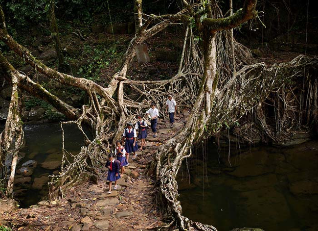 2. 印度某处：树根做成了桥，让孩子们可以跨过小溪去上学。