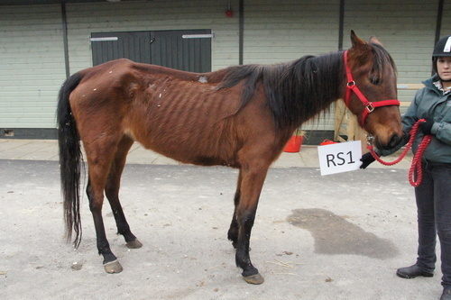 Once The Horse Trust took Polly in, her condition began to improve--albeit, slowly.