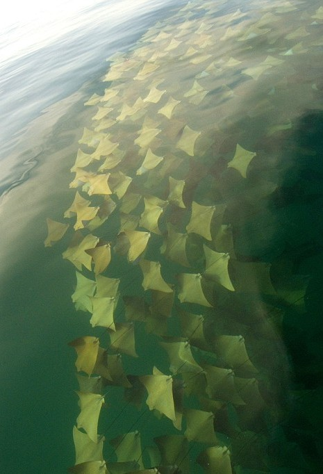 這是壯觀的黃金魟魚大遷徙。