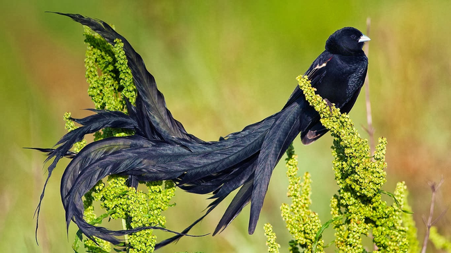 2.) 長尾巧織雀（ Long-Tailed Widowbird ）
