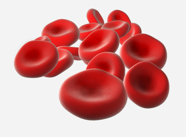 5. 红血球可以在大约20秒内跑完你的全身。