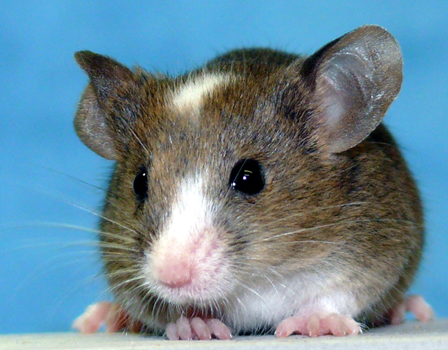 3. 科学家使用老鼠的皮肤来制作干细胞，然后用来制造可以生出健康老鼠的老鼠卵子，这些老鼠之后可以靠他们自己繁殖。
