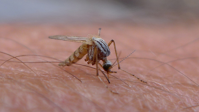 12. 日本的科學家，以研究蚊子來做出無痛的針頭。(這簡直是全人類的救星！)