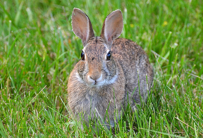 17.) In 1952, a European scientist released a bacterium into the wild which almost eradicated the continent's rabbit population. There was a 90% reduction in France and 95% in the UK.
