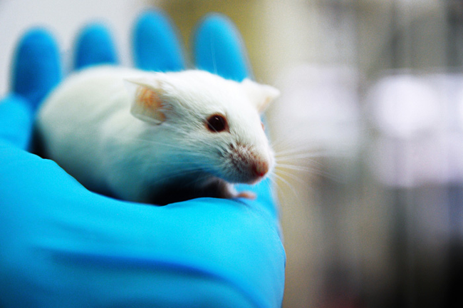 11. 哈佛科學家不僅可以減緩老鼠老化的速度，還可以完全翻轉老化。