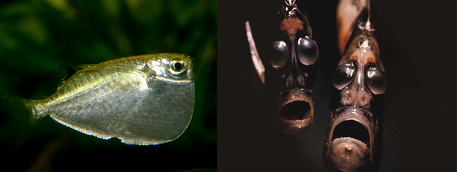 4. 星光鱼(Hatchetfish)，你到底经历了多黑暗的成长过程啊？(抱)
