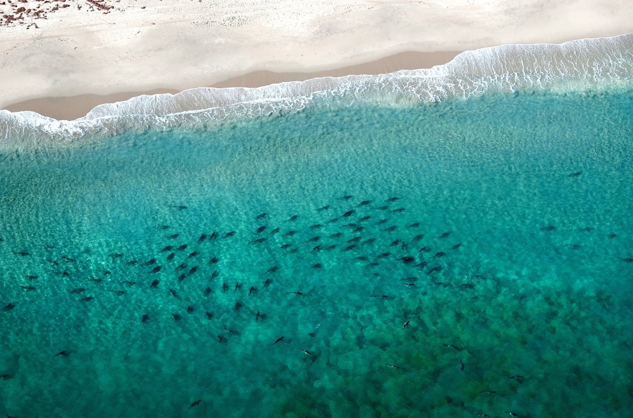 14. 上千隻在大西洋(Atlantic)佛羅里達(Florida)海岸黑邊鰭真鯊(blacktip)和薔薇真鯊(spinner sharks)正在遷徙。