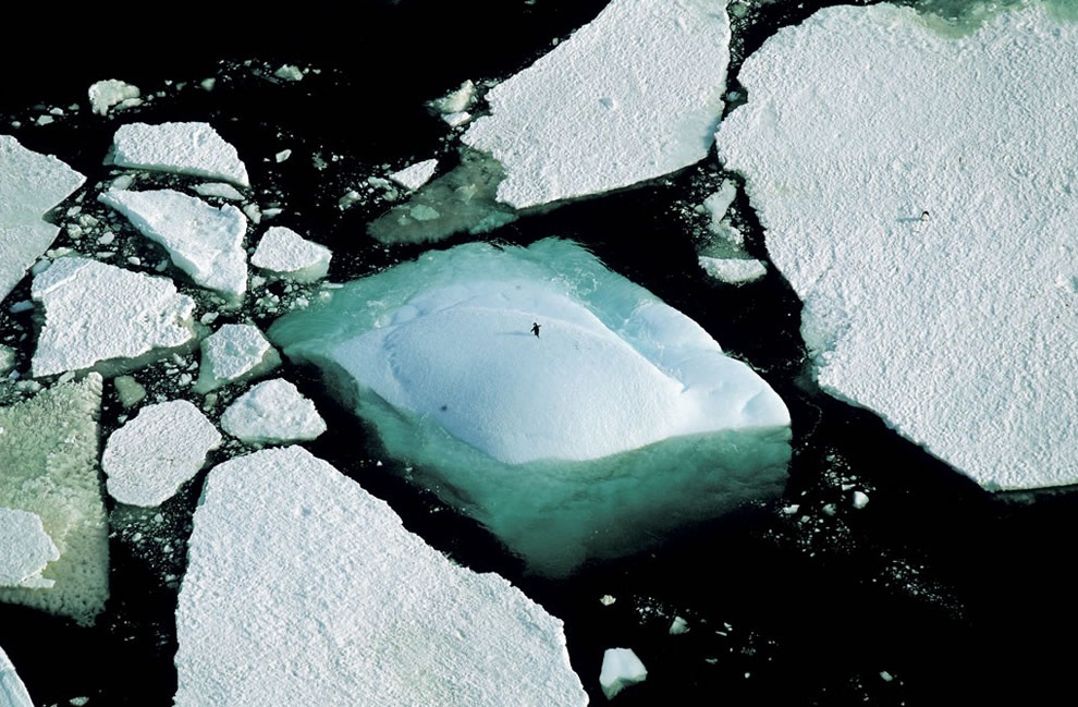 17. 在南極洲阿黛利地(Adelie Land) ，一隻站在冰山上的阿德利企鵝(Adelie penguin)。