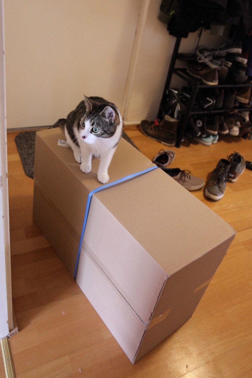 這位產婦收到了來自郵局的包裹，連她的貓都很興奮想要打開包裹。
