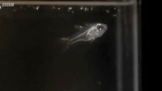 大部份的魚會避免吃到介形蟲和他們發光的液體，因為這會吸引更大、更危險的掠食者過來。
