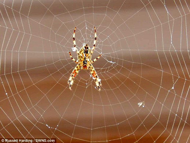 這是在英國今年很常見的「十字園蛛」(Araneus diadematus)，他們會在很多鄉間的灌木或是草叢間結這樣很大張的蜘蛛網。