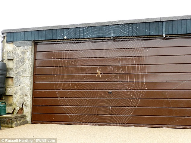 在英國的威爾特郡(Wiltshire)，74歲的Russell Harding一天準備要走出家裡前門的時候，差點走進了一張長182公分的超大蜘蛛網，這個蜘蛛網從他車子的後視鏡一路展開到車棚，中間還有一隻大約3.8公分大的蜘蛛。