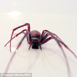 十字園蛛是完全無害的，但要說到英國最恐怖的毒蜘蛛「假黑寡婦蜘蛛」(false widows)，在前幾個禮拜就有攻擊人的事件發生。雖然他們的咬傷不致於致命，但是還是會造成感染腫脹。