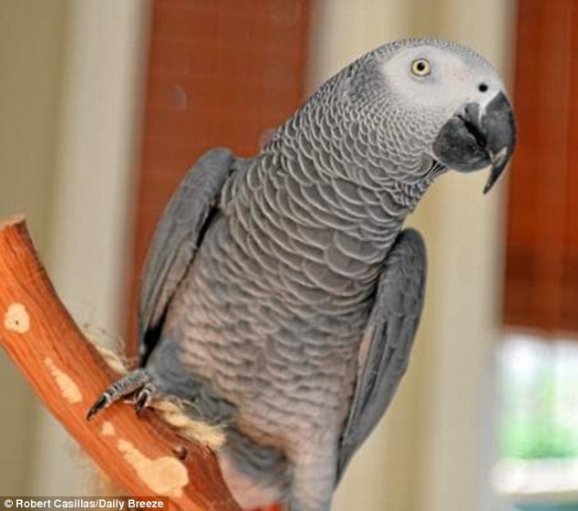 Long gone: African grey parrot Nigel, pictured, had been without his British owner for four years and had picked up Spanish instead