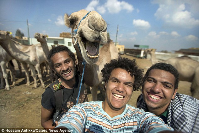 Spitting image: Camels have a reputation for being grumpy, but this one took delight in smiling for a selfie