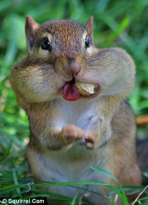 Cheeky things! The Facebook page is dedicated to adorable images of squirrels, chipmunks and birds stocking up on food in time for the cruel winter months 