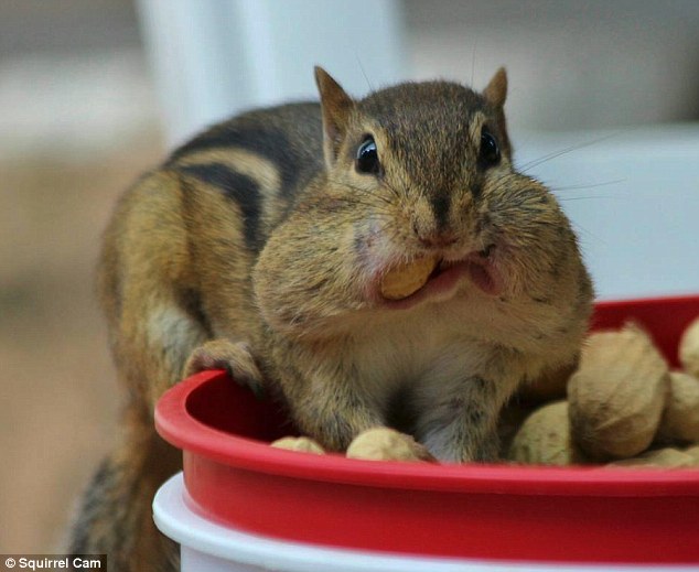 Munching: This cutie is about to go diving in a big bowl of peanuts