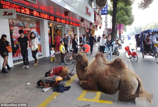 图片中的2位乞丐和骆驼，是在福建省福州市，而当地的警方也说，这样使动物残障、博取同情的举动，也不是什么新风气了。
