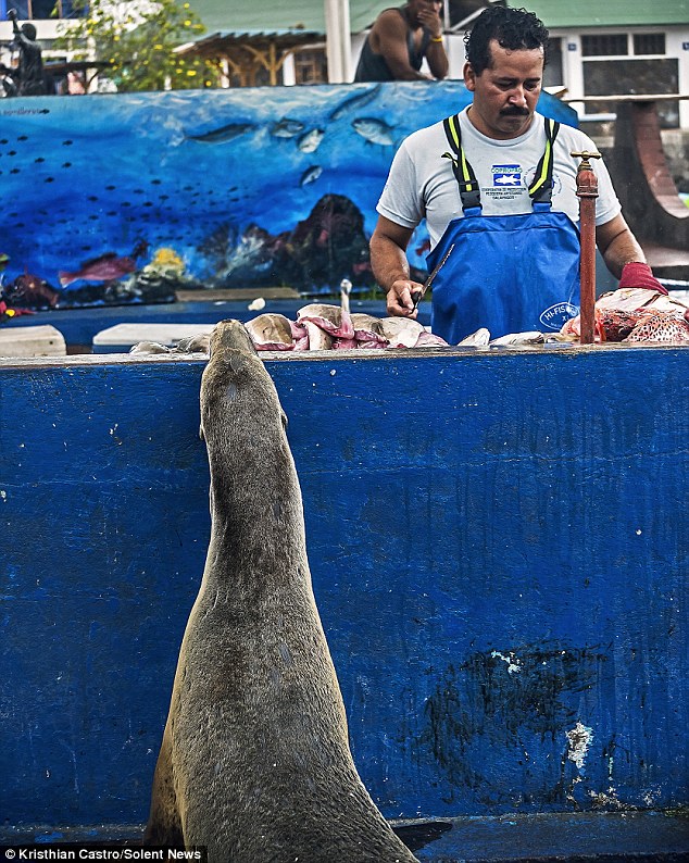 'Hmm, what shall I have today? What's on the menu?' The sea lion peruses the specials of the day