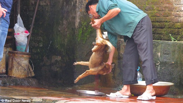 亚洲犬只保护联盟 (Asia Canine Protection Alliance) 的越南总筹Chih，多年来一直在反对这样的交易。当天在场看到了这一切屠宰的过程，他当下完全止不住自己的颤抖。