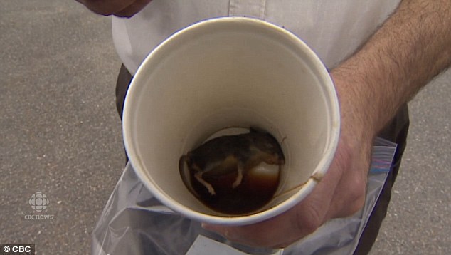 加拿大弗雷德里克顿 (Fredericton) 的一名男子Ron Morais，在喝完咖啡，打开咖啡的盖子后，发现了埋藏在杯底的惊悚陷阱...一只死掉的老鼠。