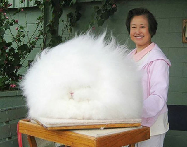 23. 全世界最毛茸茸的兔子。