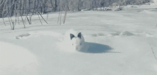 迷路的冬季小雪兔。
