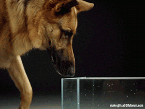 8. 狗狗是如何喝水的：(原來是用舌頭後方啊！)
