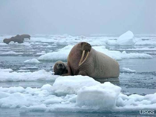 如果沒有緩和氣候變遷對海象生存環境造成的破壞，海象的未來令人堪憂。北極地區的衛星監測顯示，這個夏天是從1979年來，冰塊第6少的一次。