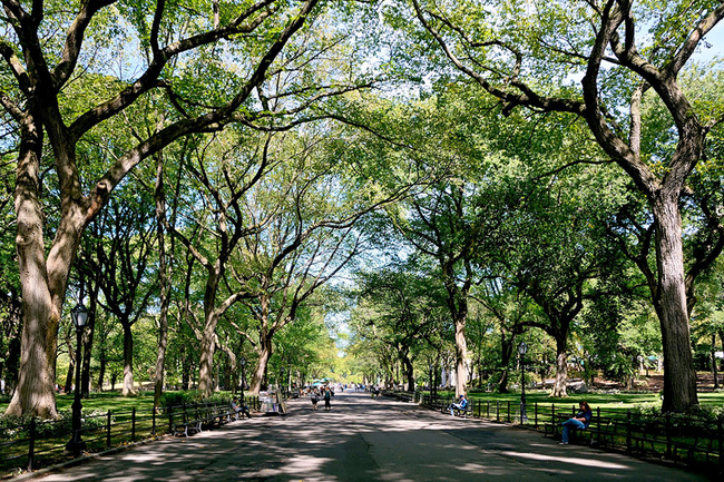 6）诗人的大道 - 中央公园，纽约。