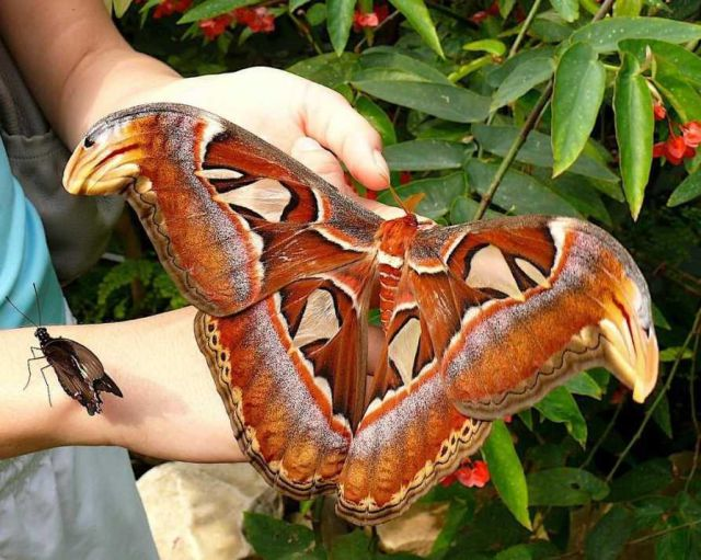 7. 這並不是後製，而是世界上最大的蛾。